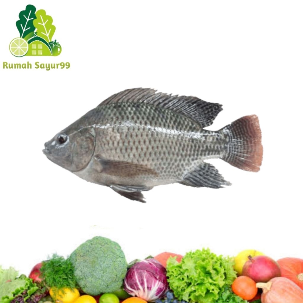 Ikan Nila Segar | Ikan Nila Hidup | Nila Fresh 1kg
