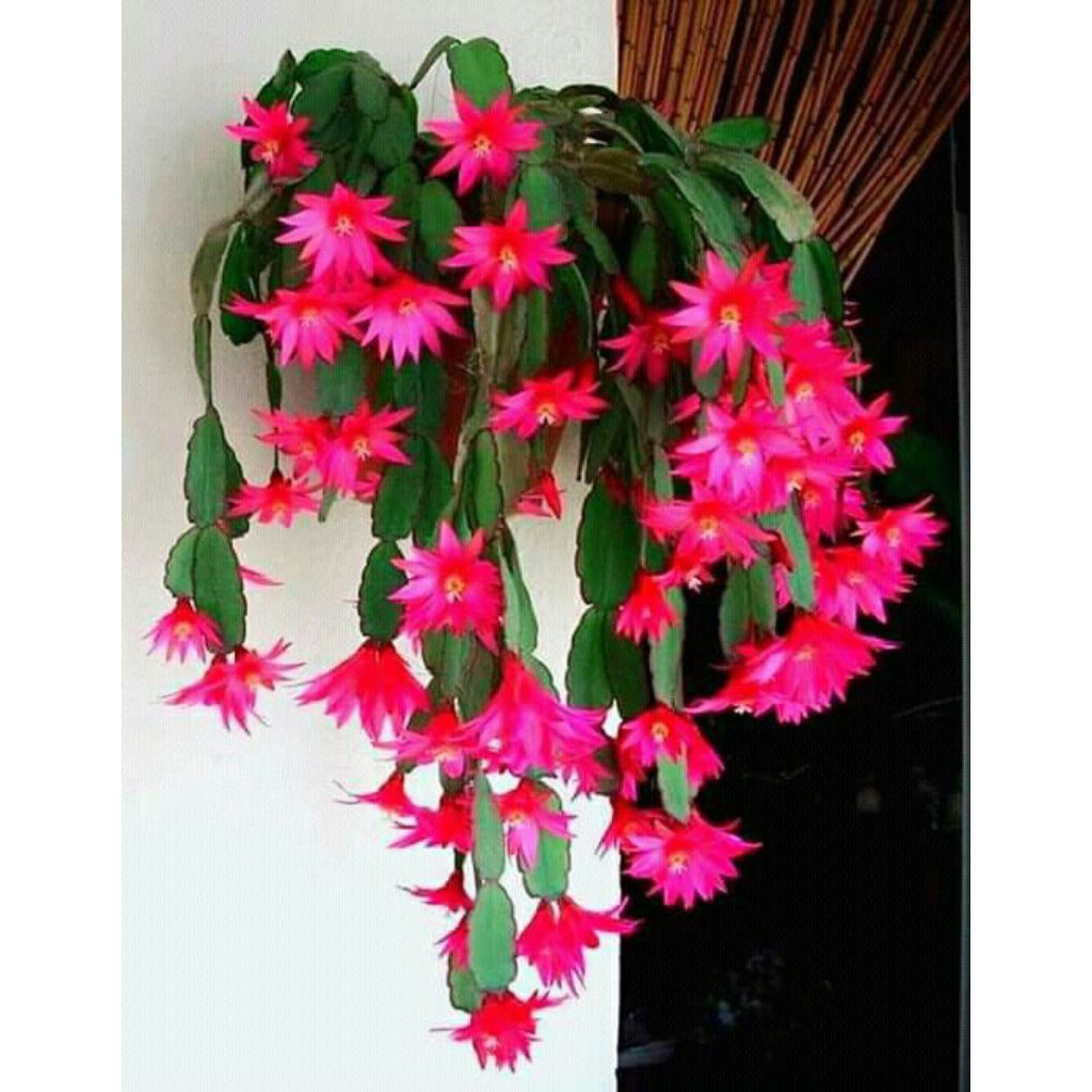 MURAH Tanaman Hias Wijaya Kusuma Bunga Merah Panta Terlaris