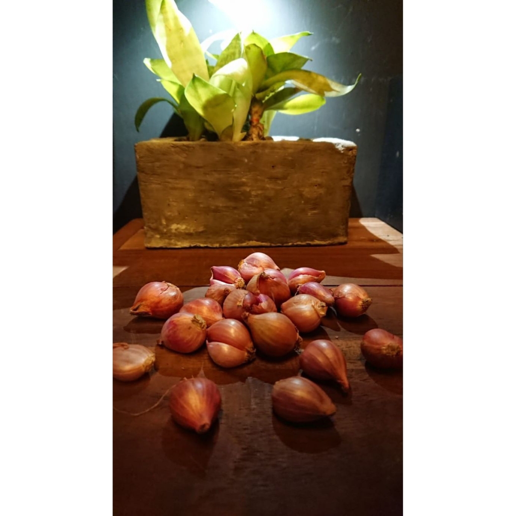 

bawang merah probolinggo ukuran Sedang kecil murah kapan lagi bisa pilih suka suka