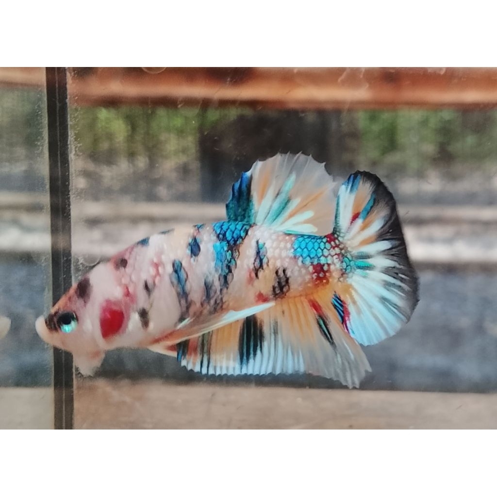 2 PAIR HMDE MULTI&HMDE NEON