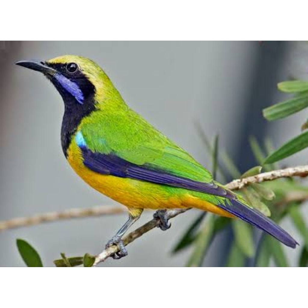 

telur fertil burung cungkok jaminan menetas