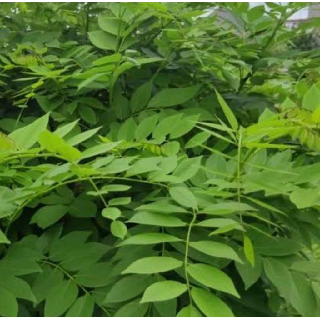 

Daun gamal/daun cangkring segar 500 gram langsung petik