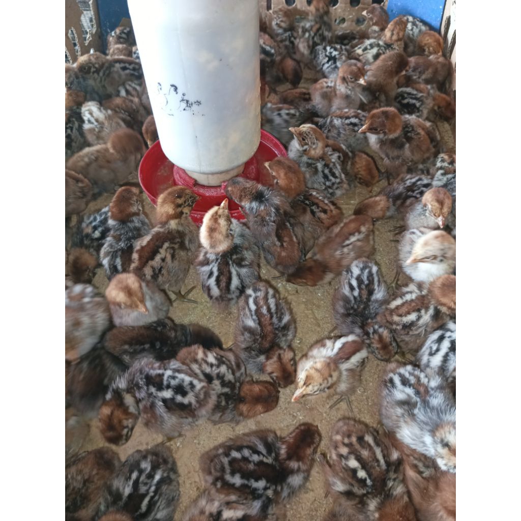 Ayam Kampung Arab (Sudah Vaksin Awal) - Ayam Arab - Kampung Arab