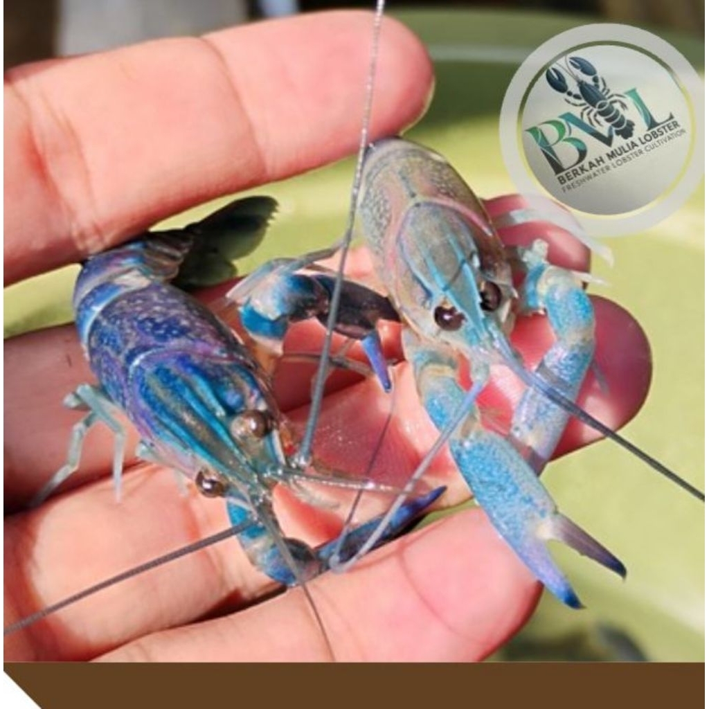 Limited Hiasan Akuarium Lobster Air Tawar (Red Claw) Biru