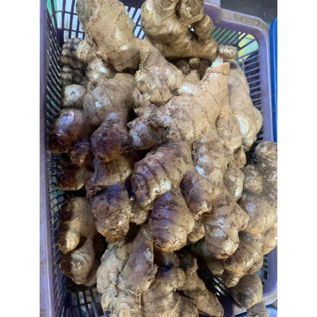 

Jahe Bulat Besar 250 - 1000 Gram