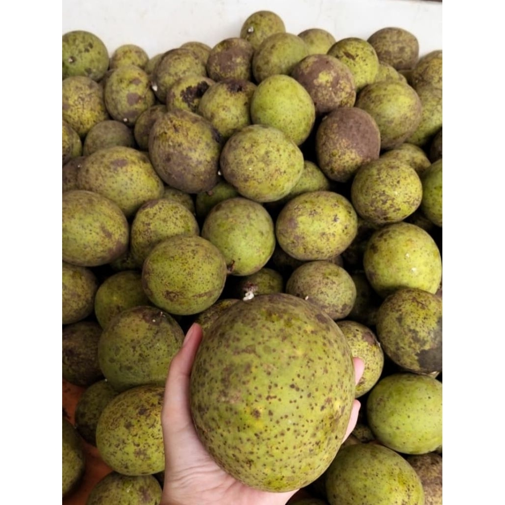 

buah limus