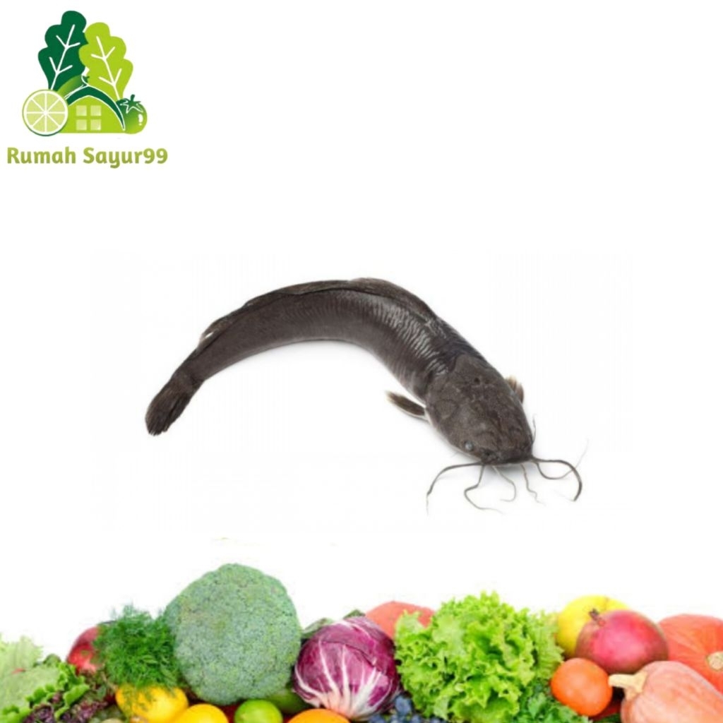 Ikan Lele Segar | Lele Fresh Berkualitas 1kg