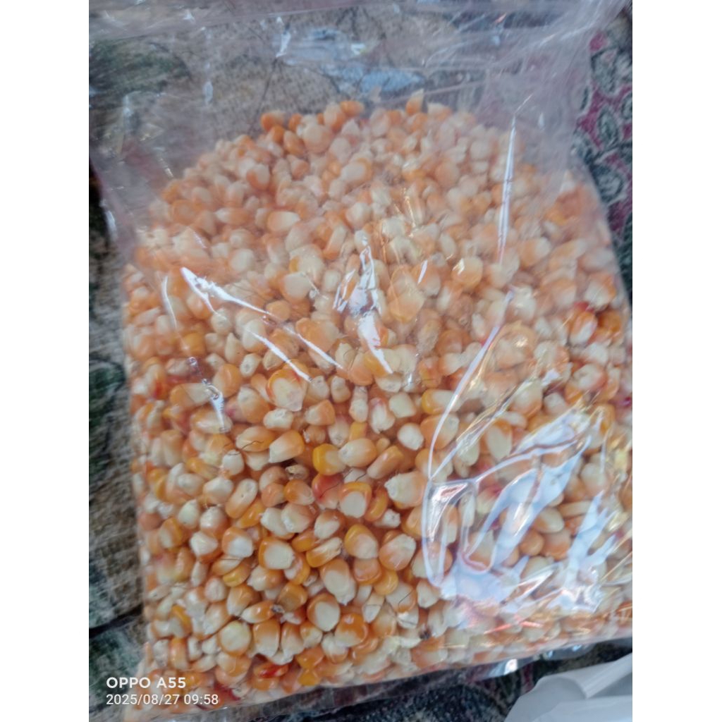 jagung hibrida kering per 1kg