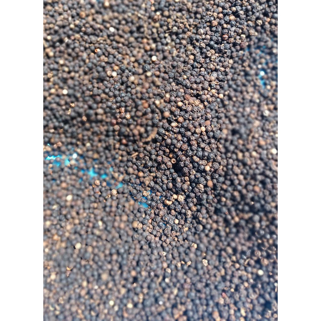 

LADA HITAM KERING KEMASAN 500 GRAM & 1 KG