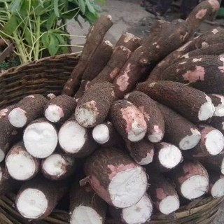 

Singkong pulen 1 Kg Free Ongkir