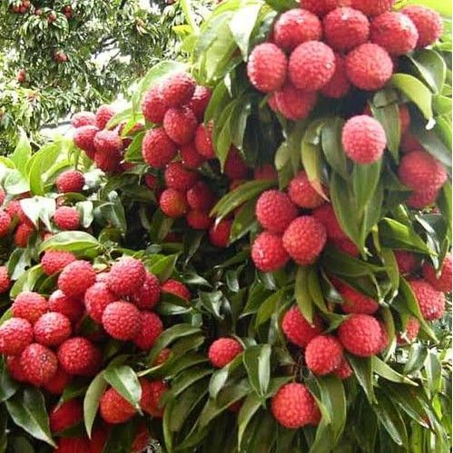 Indukan Leci Merah hasil Cangkok [Packing Kayu] siap berbunga