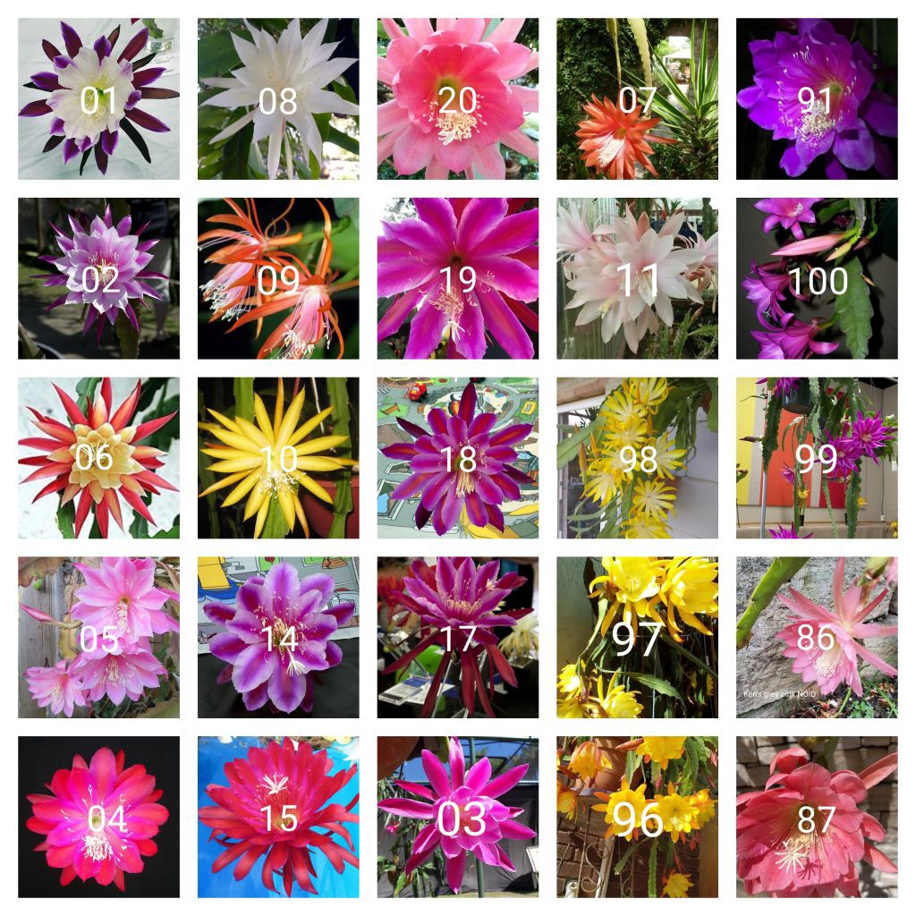 Tanaman hias gantung Wijaya Kusuma paket 25 macam jenis bunga