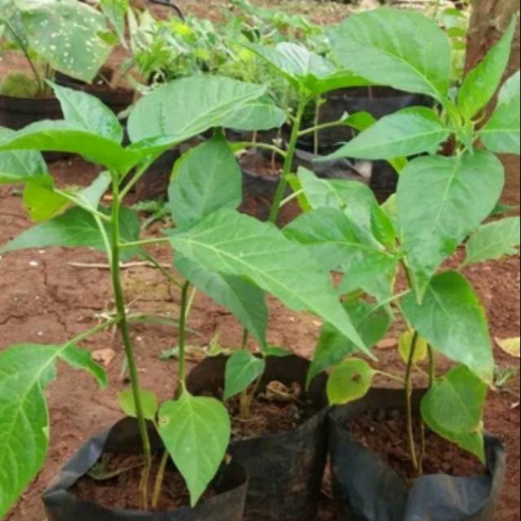 bibit cabe rawit merah| bibit pohon cabe| bibit siap tanam