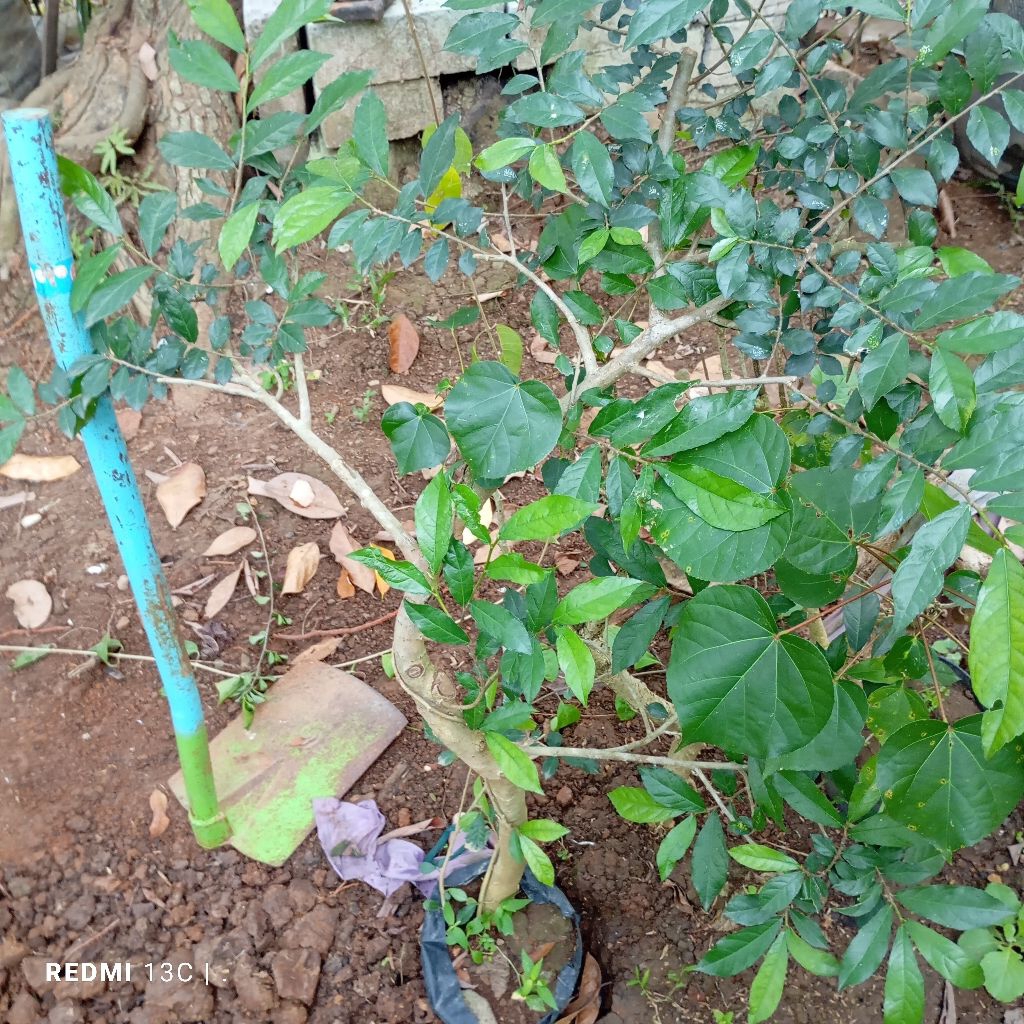 BONSAI SERUT TAMAN 1METER