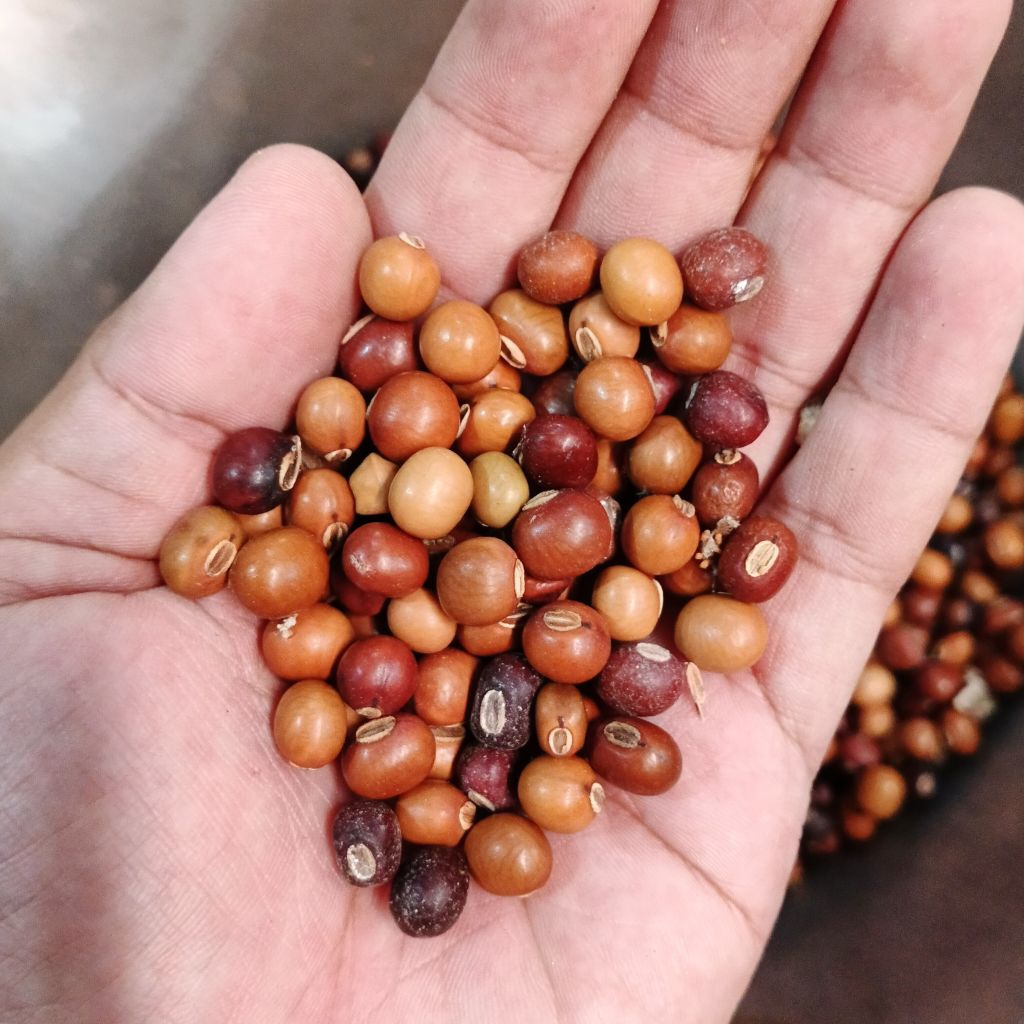 

biji cipir - buah kecipir - biji kacang botor - benih kecipir