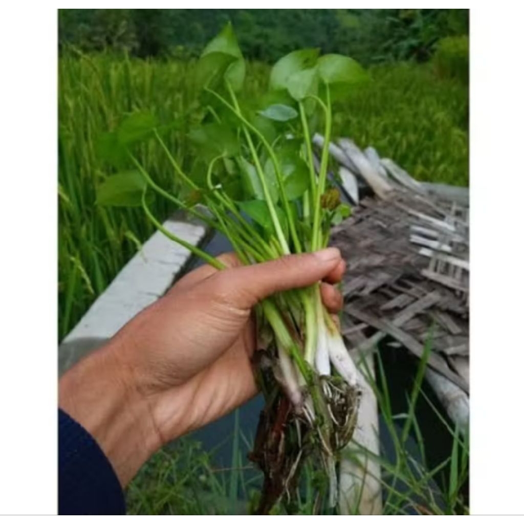 

sayur eceng sawah 250g enak lezat