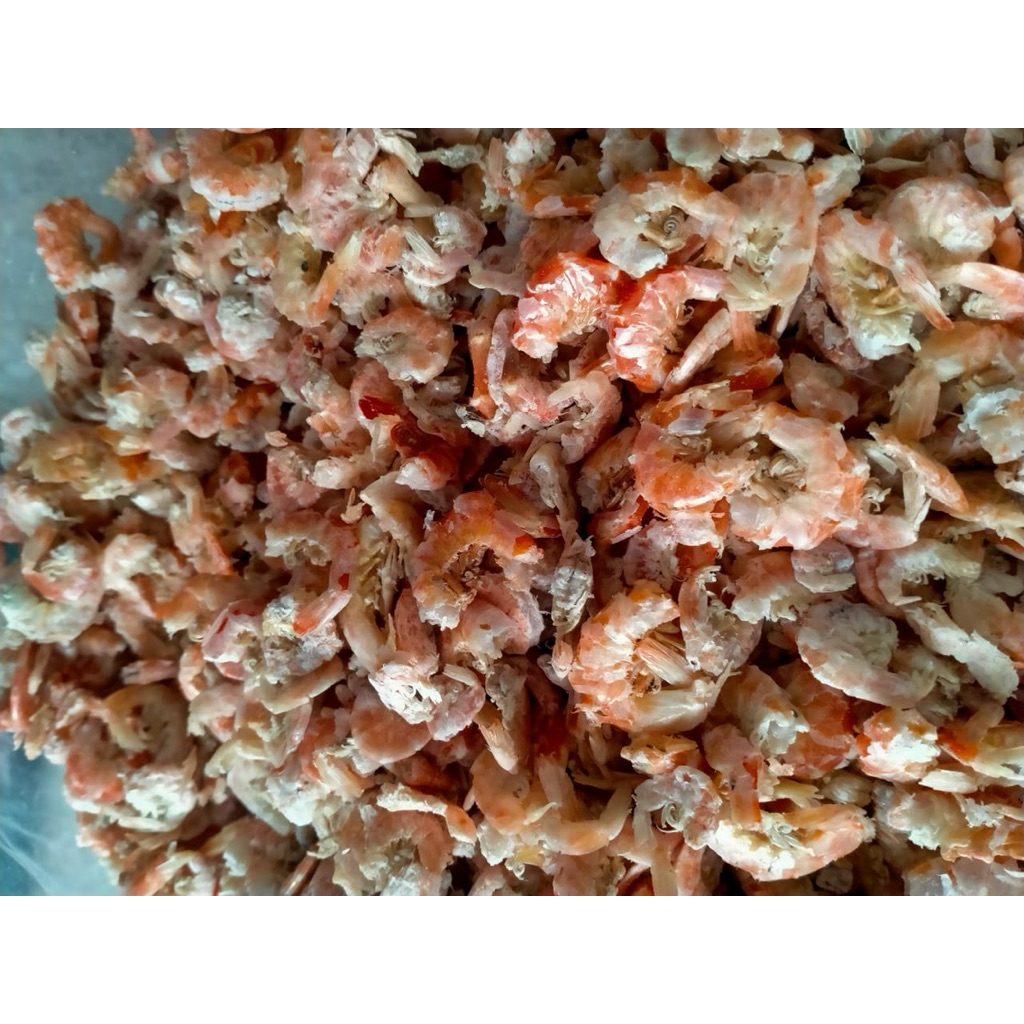 

EBI | HEBI KERING | HEBI KALIMANTAN |