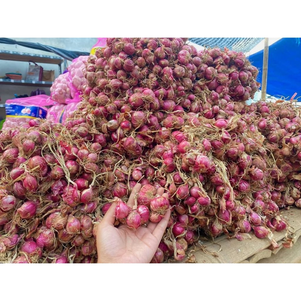 

bawang merah segar dan kering