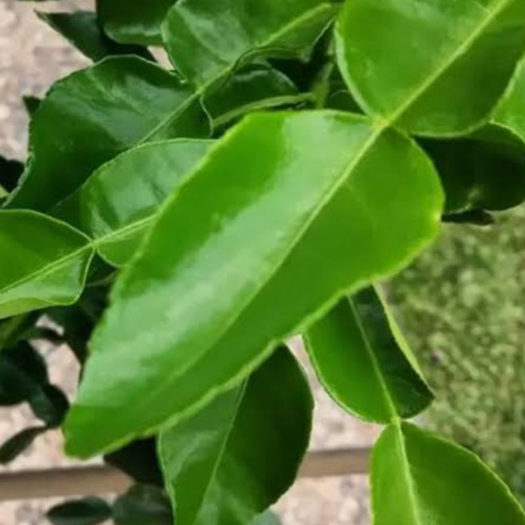 Jeruk purut daun jeruk purut segar rempah rempah-rempah bumbu dapur masak bumbu sambal pecel 50 gram