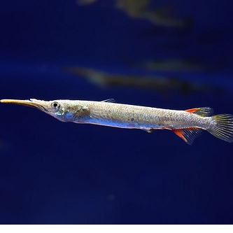 

Julung-julung / cucut air tawar