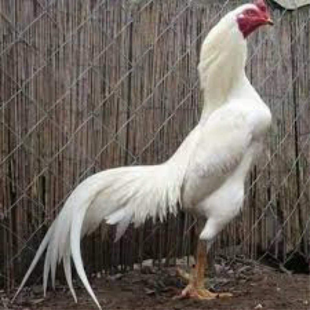 

TELUR FERTIL AYAM PUTIH NASIONAL UNTUK DITETASKAN