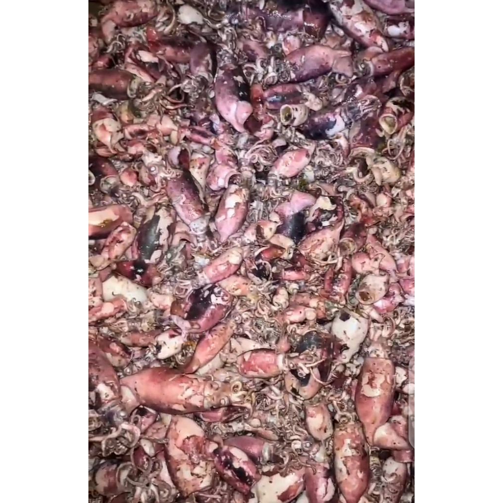 

CUMI ASIN REBUS 500 GR KUALITAS TERJAMIN