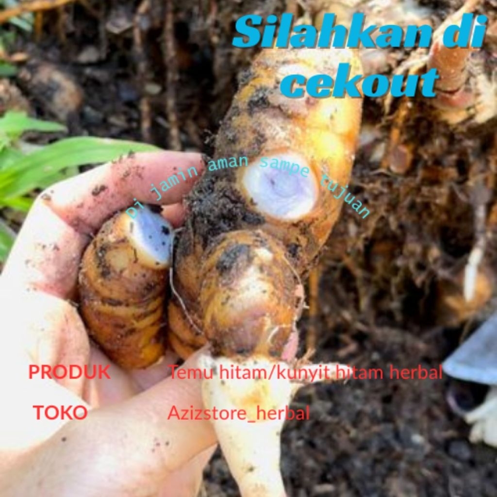 

temu hitam/kunyit hitam/temu Ireng segar 500 gram