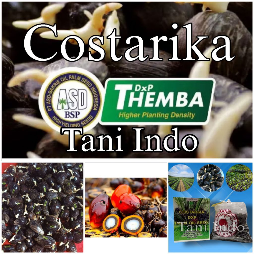 Biji bibit kelapa sawit unggul DxP COSTARIKA isi 250 butir ber sertifikat