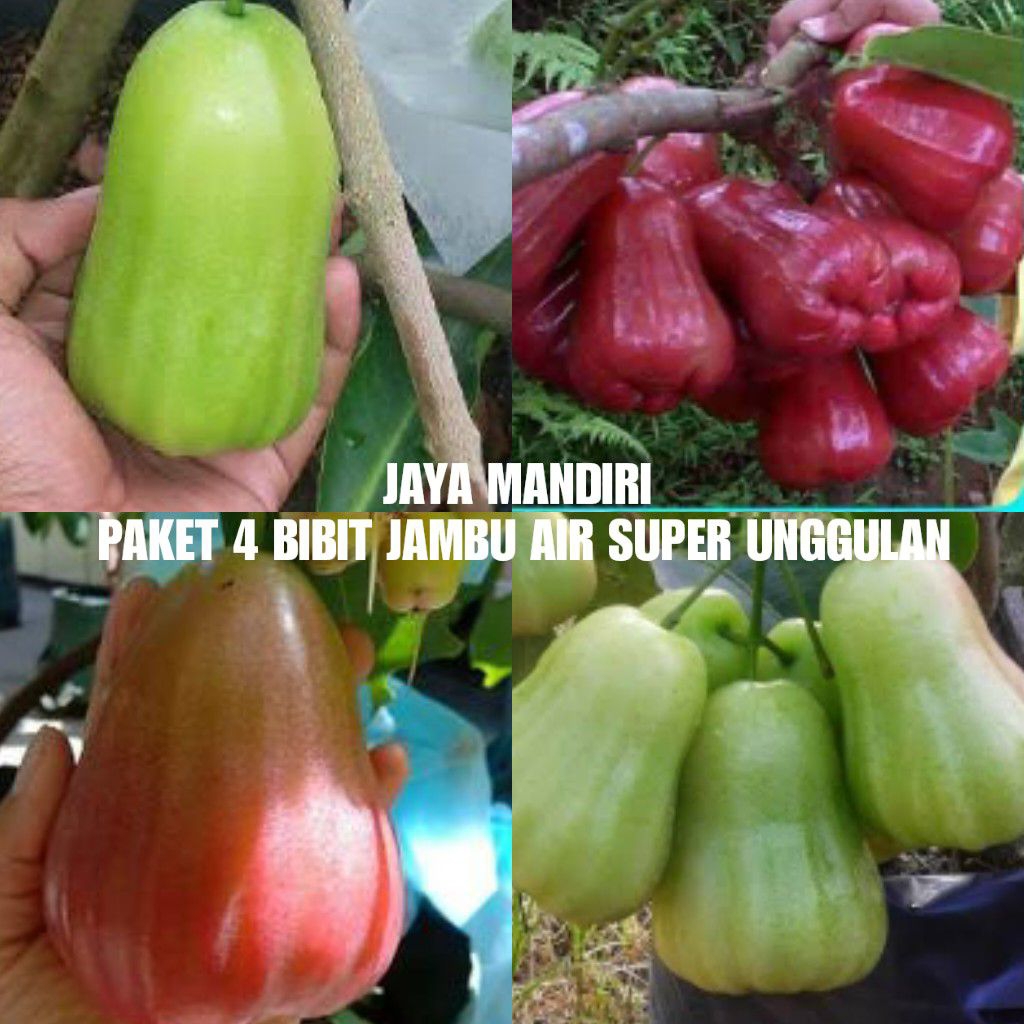 PAKET 4 BIBIT JAMBU AIR SUPER (SPR GREEN, CITRA, BAJANGLEANG, MADU DELI)