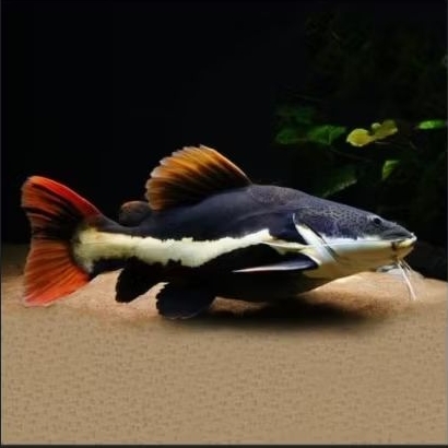rtc catfish / red tail catfish size 20-27cm hiasan aquarium