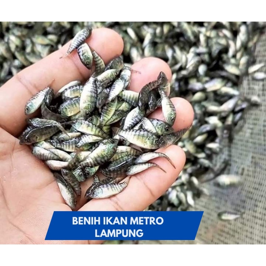 Nila kekar 3-5 CM BERGARANSI