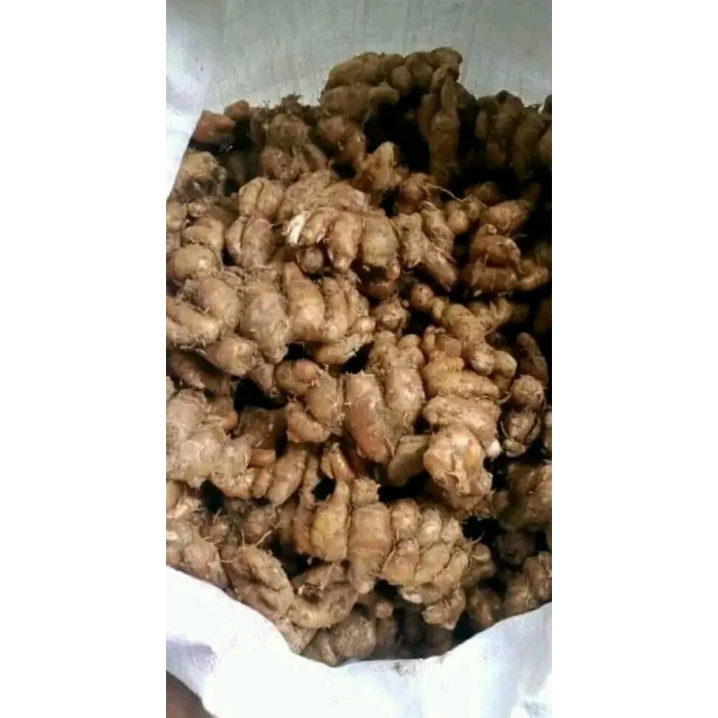 

250 GM kemasan khusus kencur segar press super 250gm