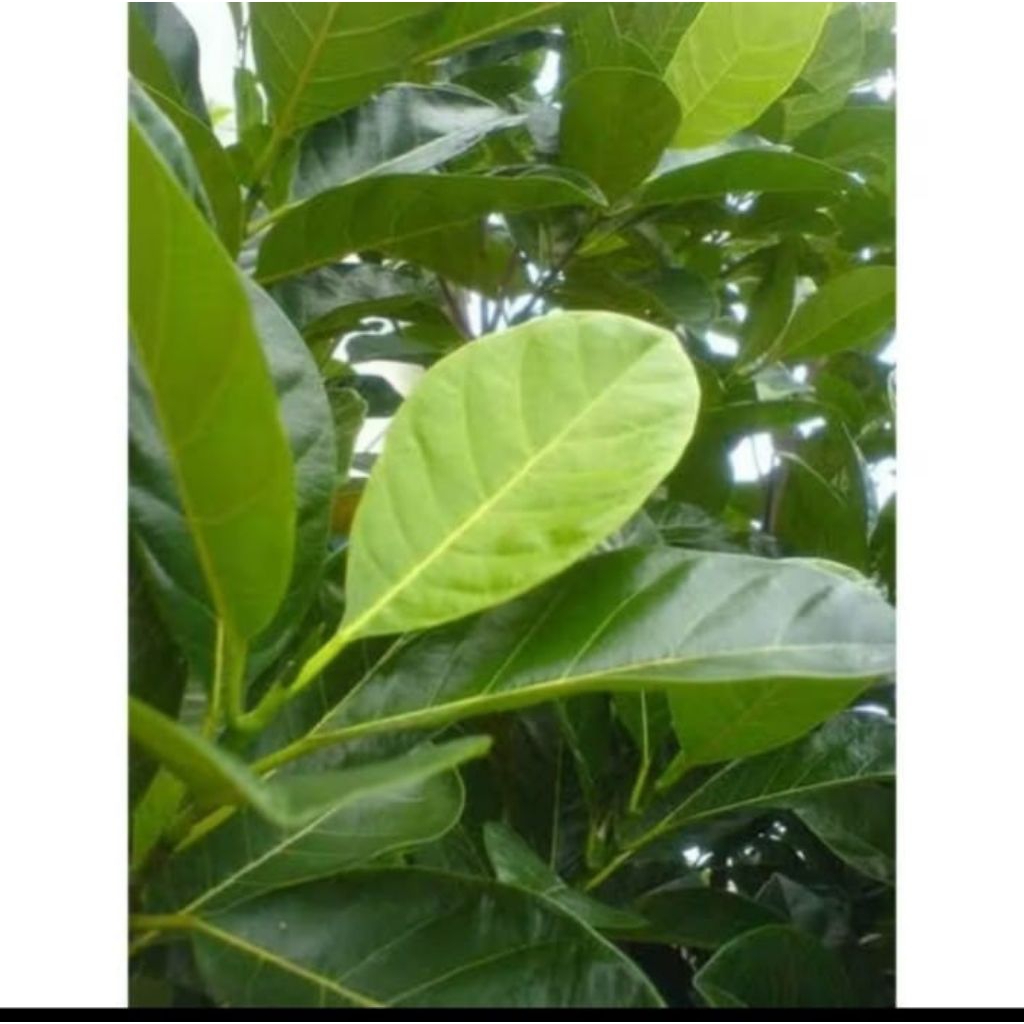 

Daun nangka fres hijau isi 50 lembar untuk kerajinan