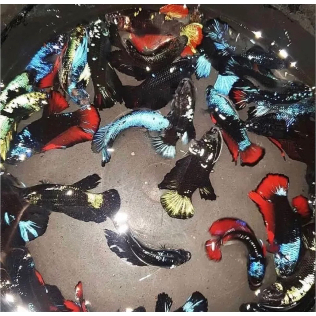 Cupang Avatar gordon mix kalimaya isi 5 ekor, paling best seller