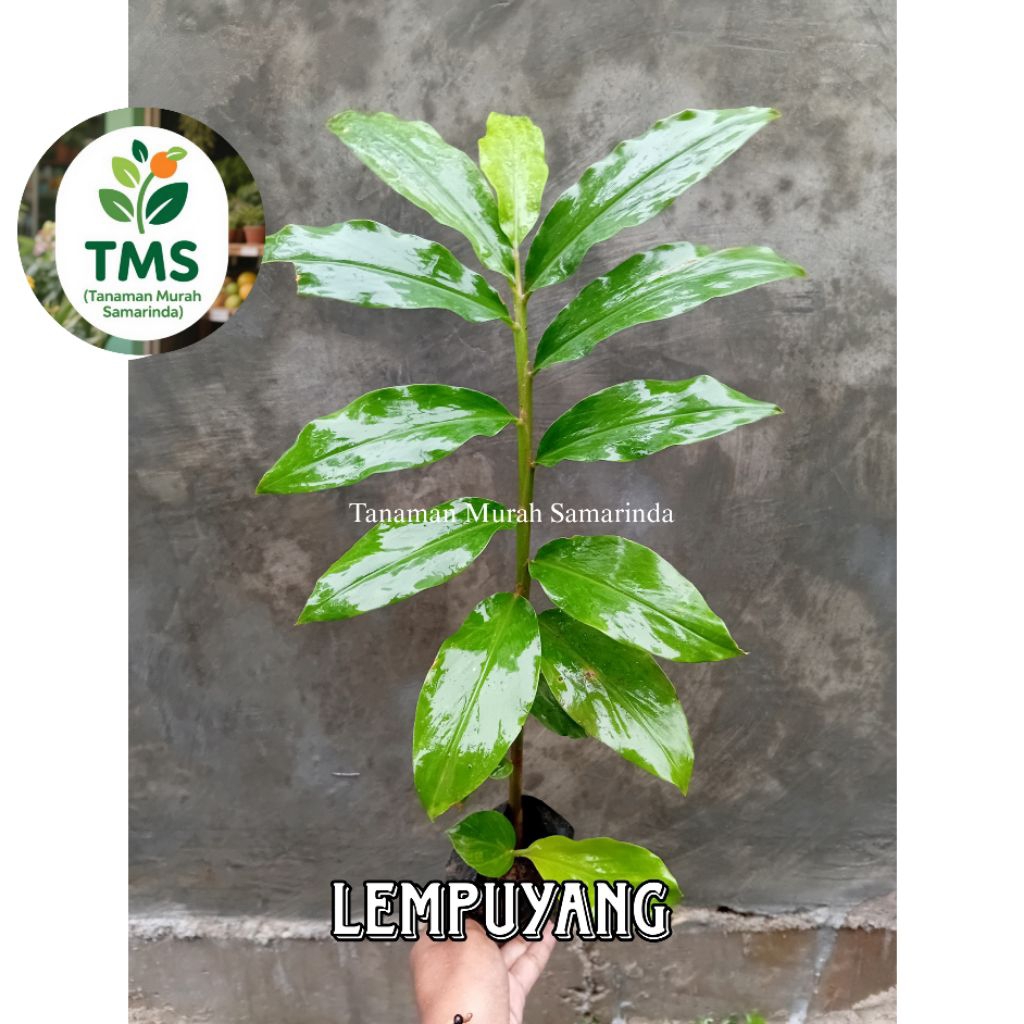 TMS ~ Bibit Lempuyang tanaman lempuyang herbal rimpang lempuyang tradisional
