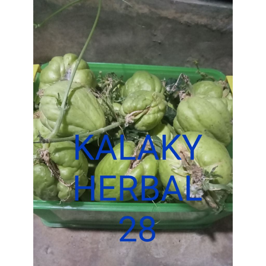 bibit labu Siam jipang  siap tanam