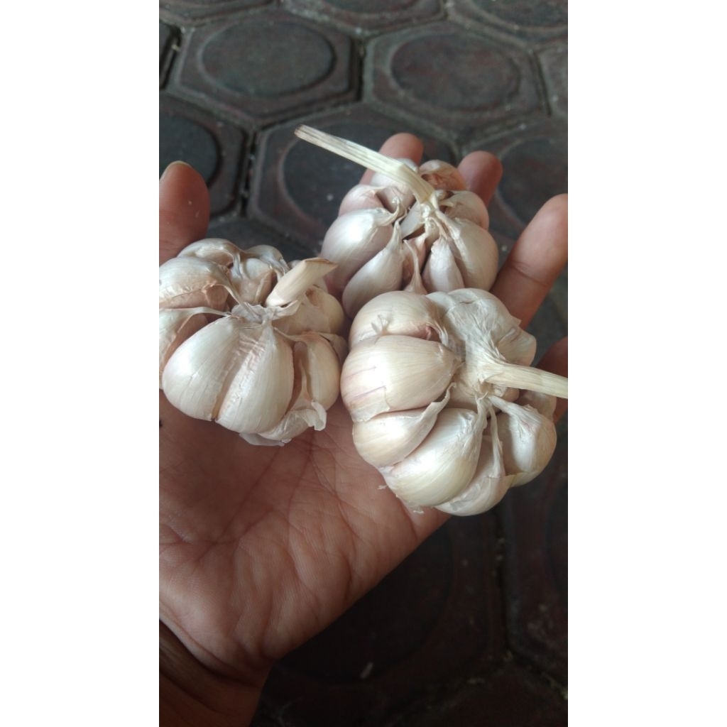 

bawang putih sinco bawangnya sehat glowing harga diatas adalah harga per 1 kg bawang putih
