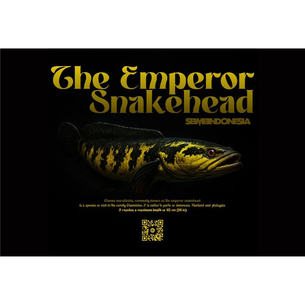 POSTER SNAKEHEAD / CHANNA