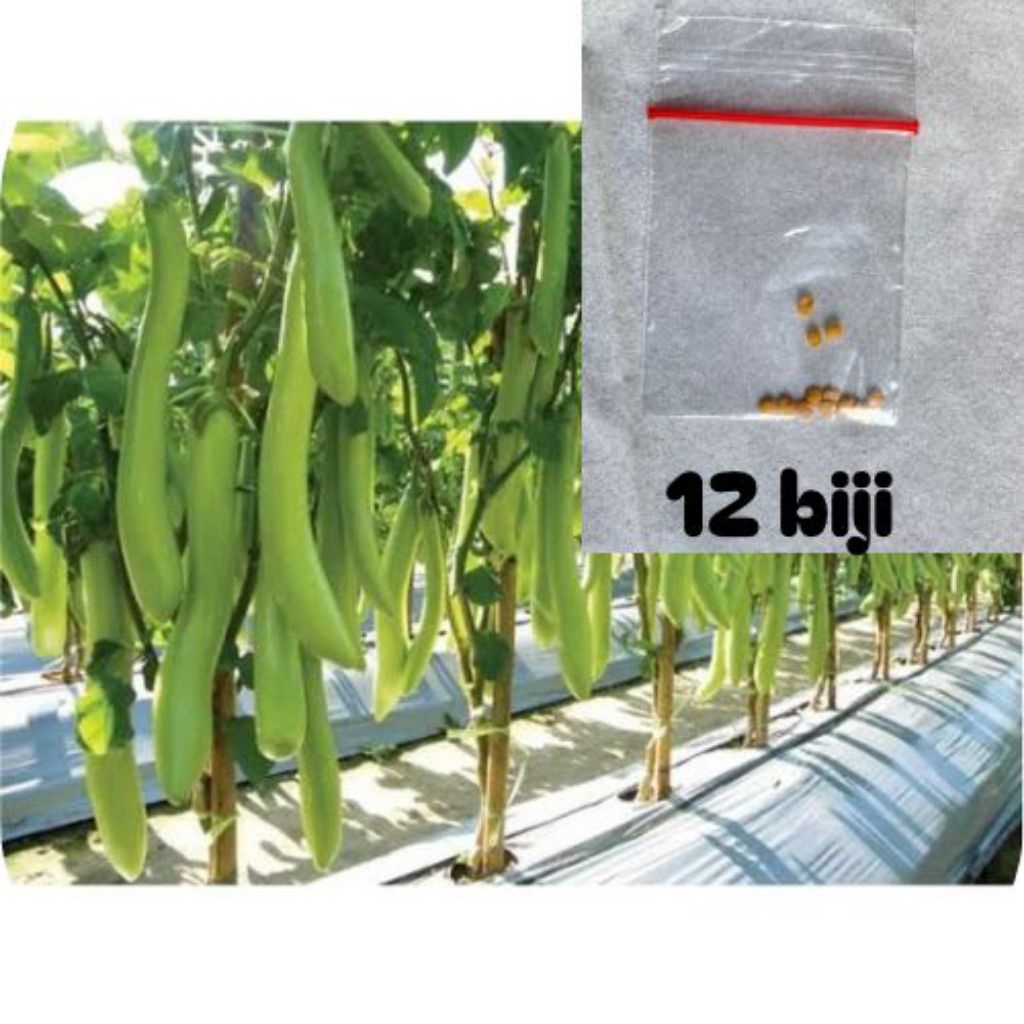 

ready biji terong hijau panjang isi 12
