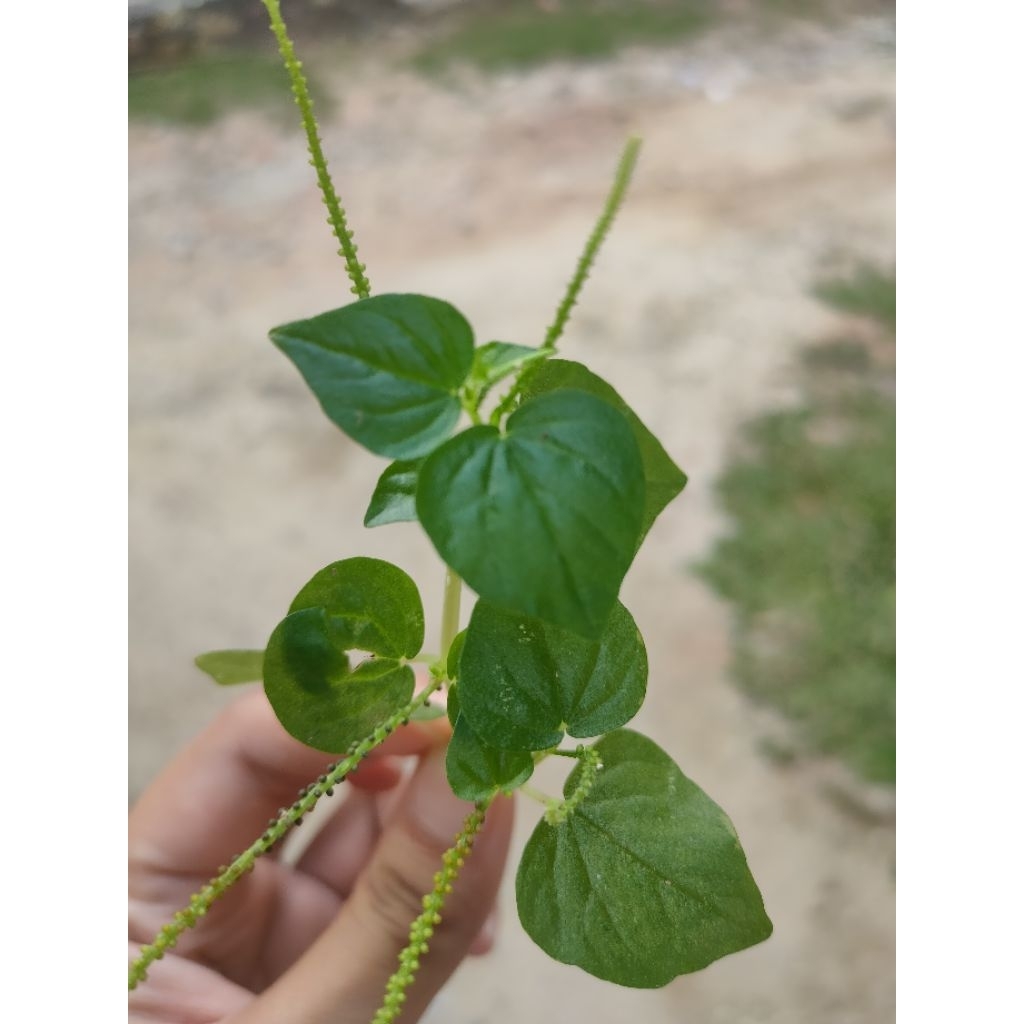 

Sirih Cina Segar – Tanaman Herbal Obat Asam Urat & Nyeri Sendi