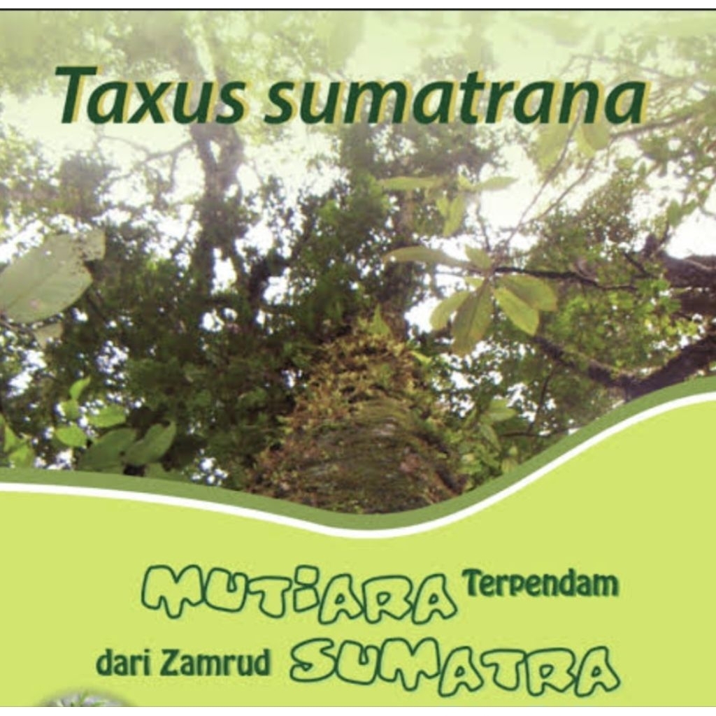 Taxus Sumatrana | teh herbal