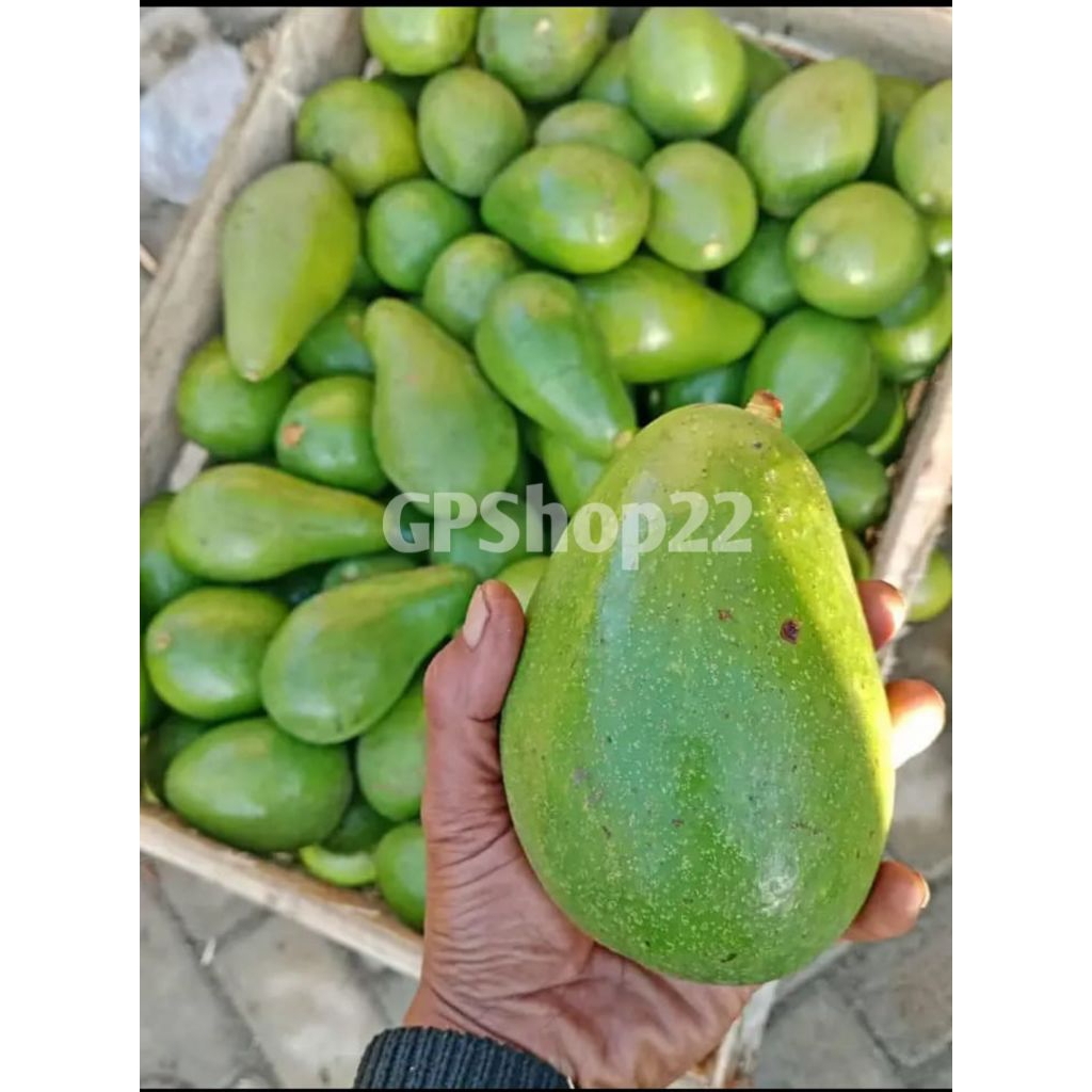 

Alpukat mentega/alpukat/apukat/Alpukat 1 kilo isi 3-5/apukatsegar