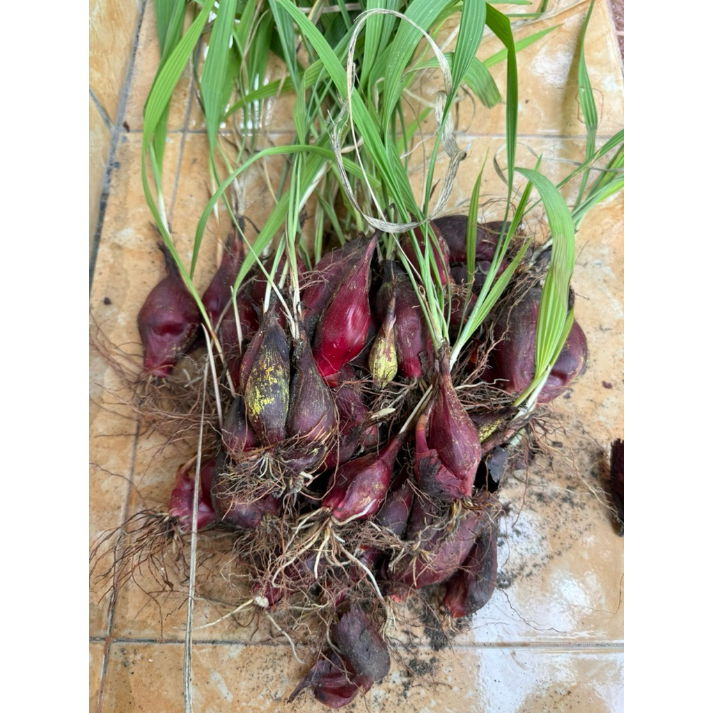 

Bawang Herbal Dayak | Bawang Sabrang segar 1kg