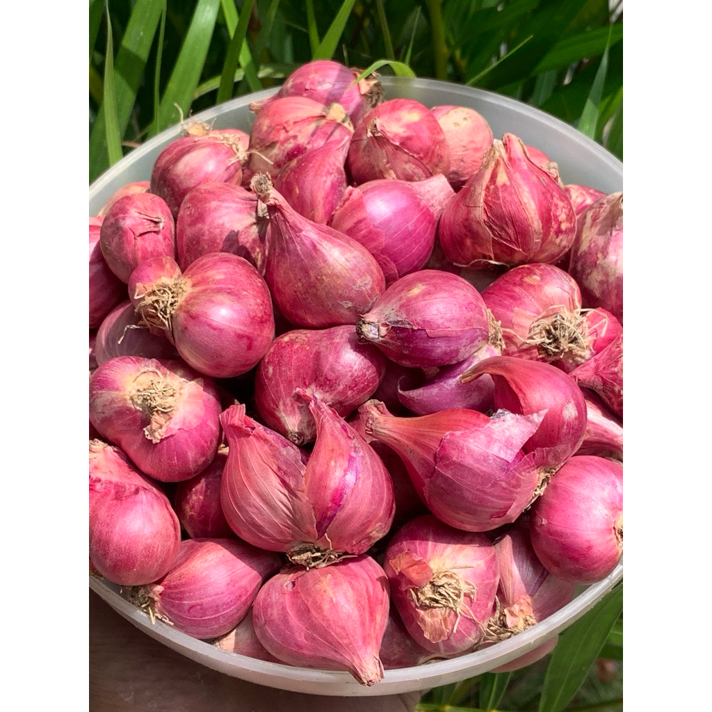 

1 Kg (Besar) Bawang Merah Nganjuk Berkualitas
