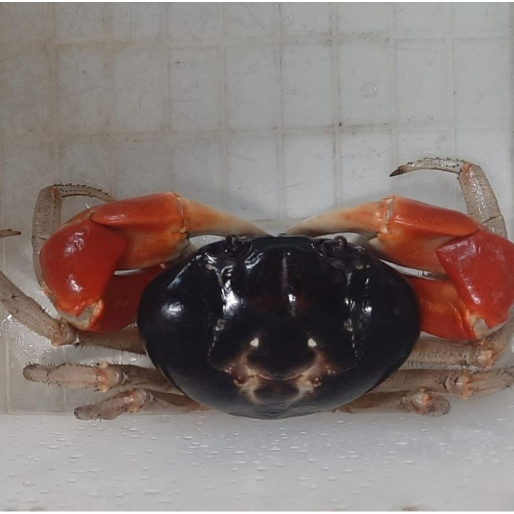 Kepiting Hias Tawar Magna Super Jumbo Uk. 9/10 cm