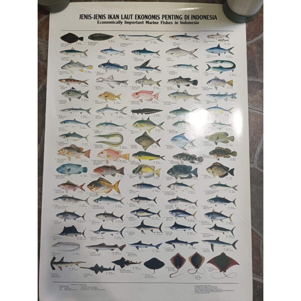 

poster ikan laut/jenis teripang/sumberdaya perikanan laut