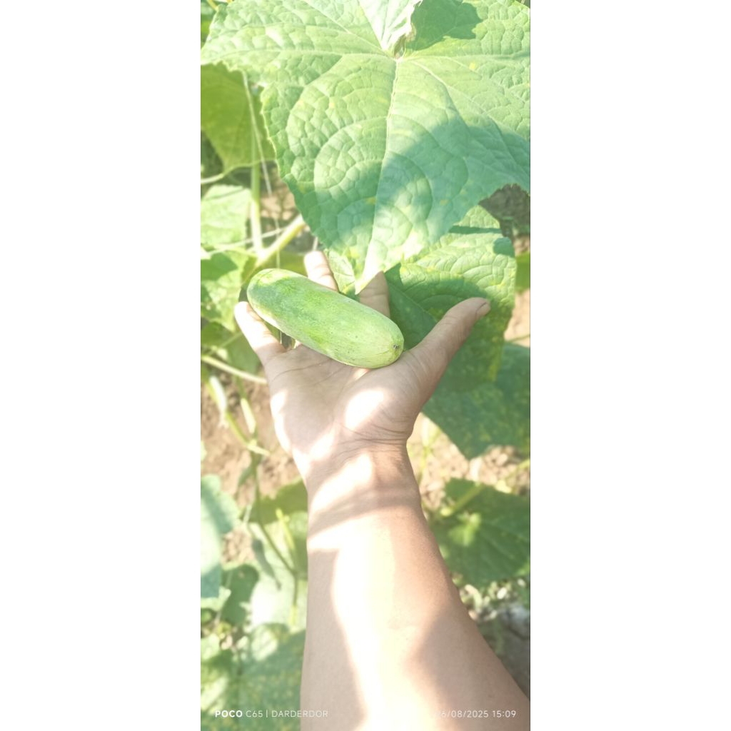 

timun bonteng produk presss baru