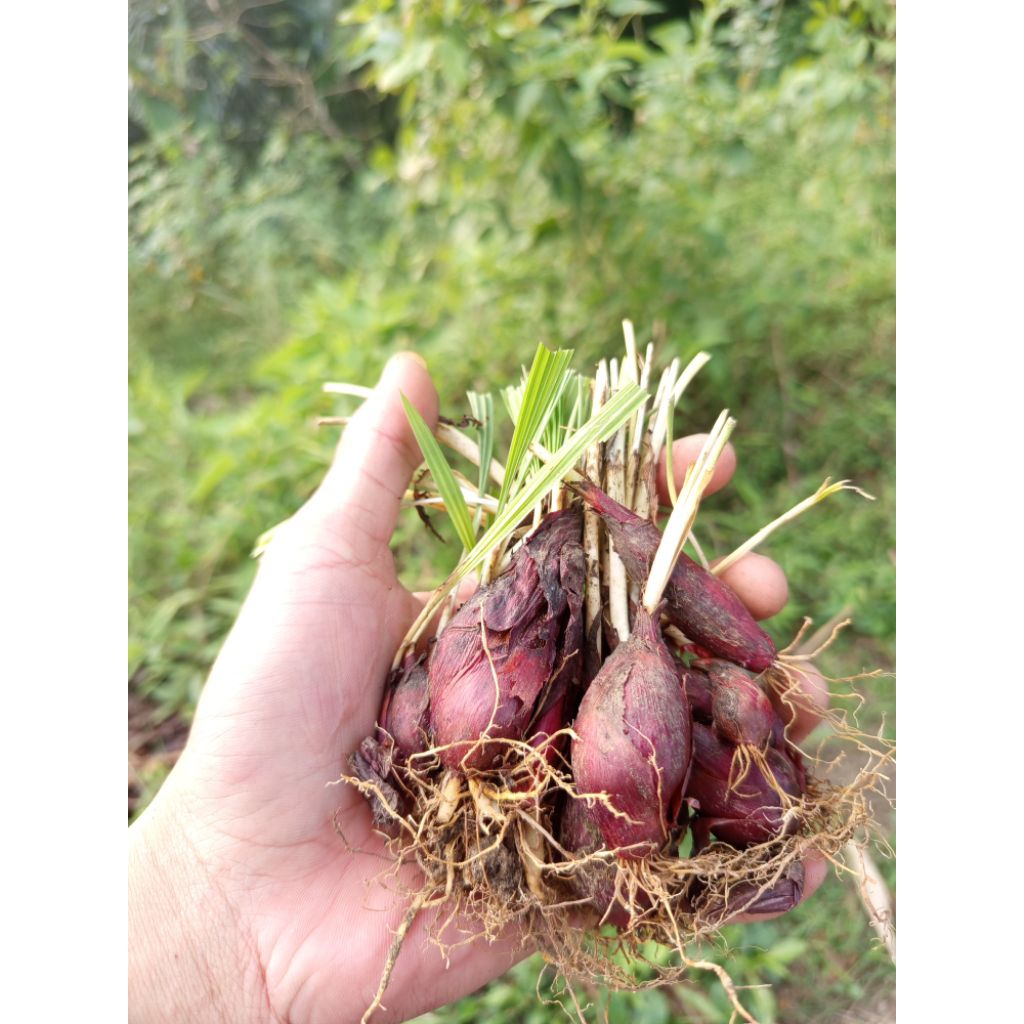 

bawang dayak 500gram termurah
