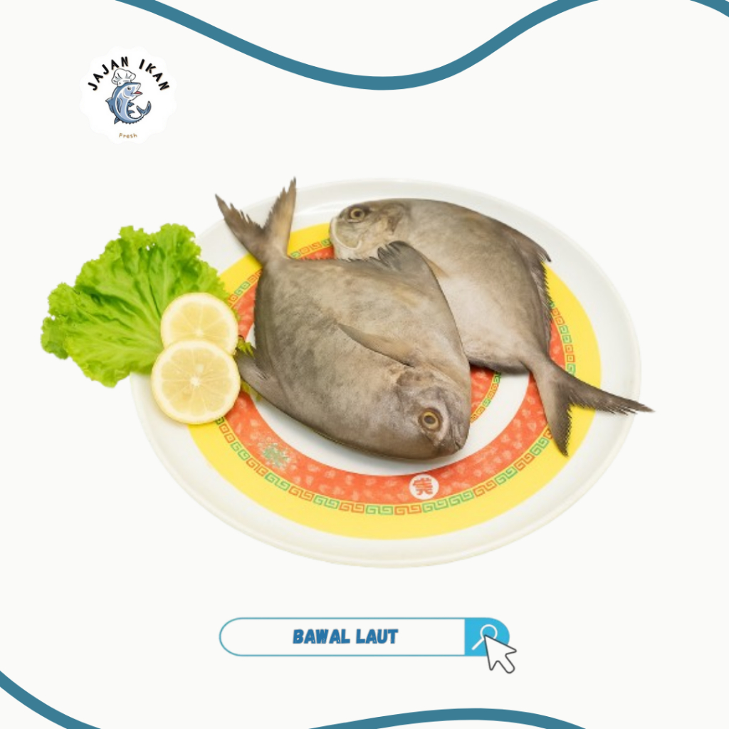 

Ikan Bawal Laut [JAJAN IKAN] Ikan Bawal Hitam Segar 1KG