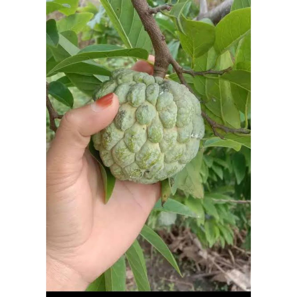 

buah srikaya hijau fresh per 1 pcs